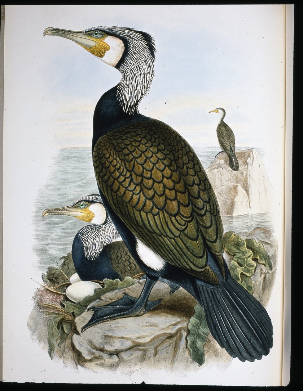 鸬鹚（Phalacrocorax Carbo）（手绘石版）。 作者 约翰（继）古尔德
