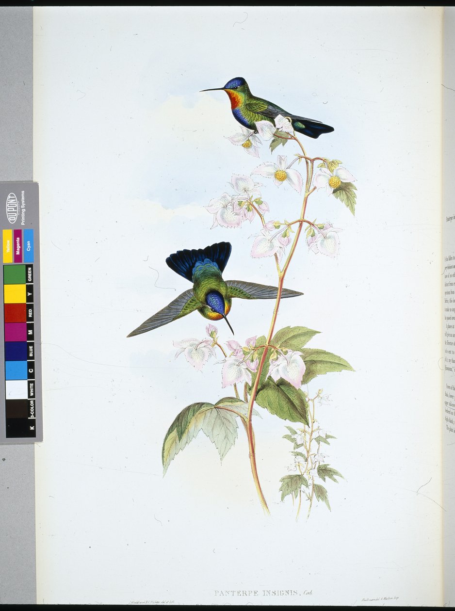 哥斯达黎加蜂鸟（Panterpeinsignis）（手绘石印）。 作者 约翰（继）古尔德