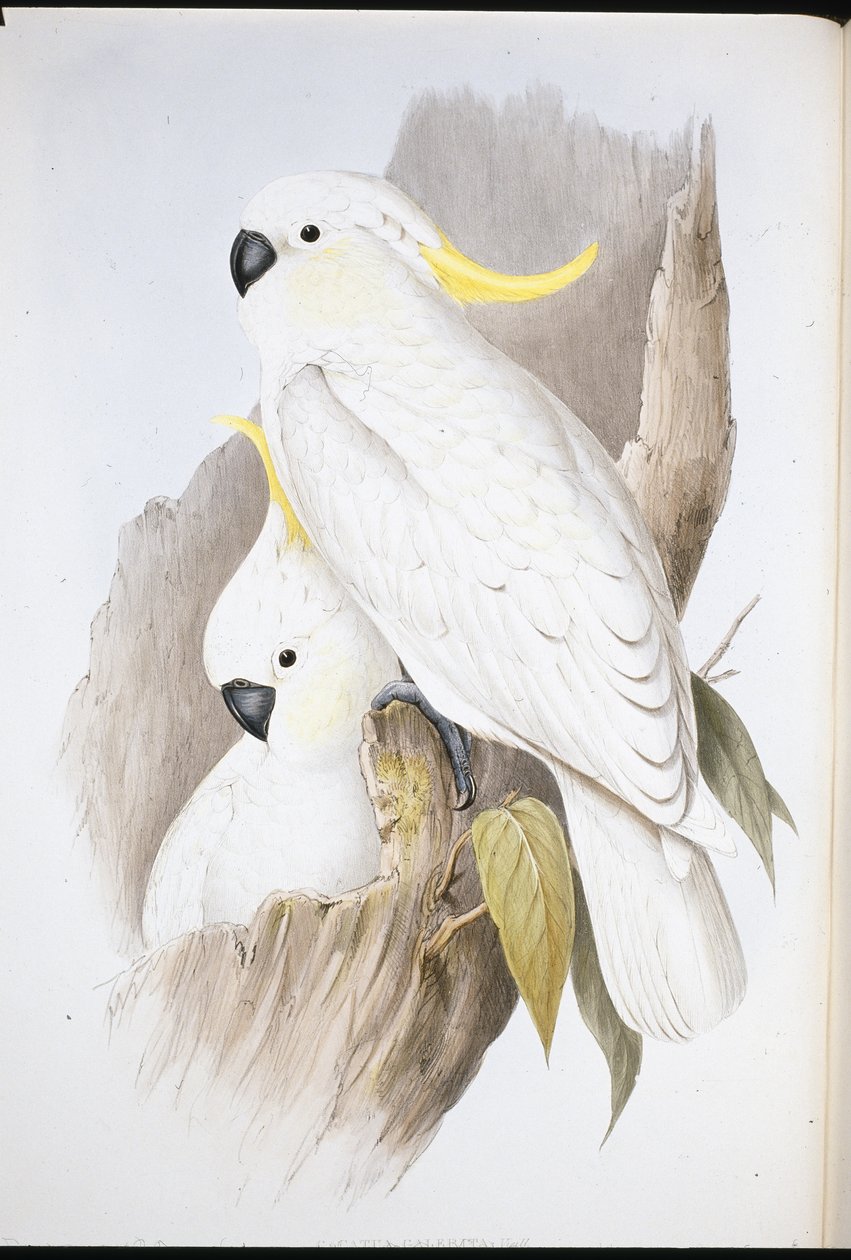 凤头鹦鹉(Cacatua Galerita)(手绘平版) 作者 约翰（继）古尔德