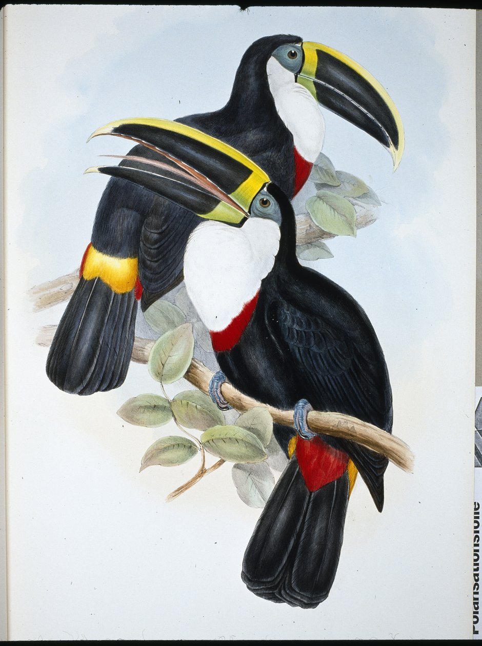 Cultiated Toucan (Ramphastos Culminatus)（手绘石版画） 作者 约翰（继）古尔德