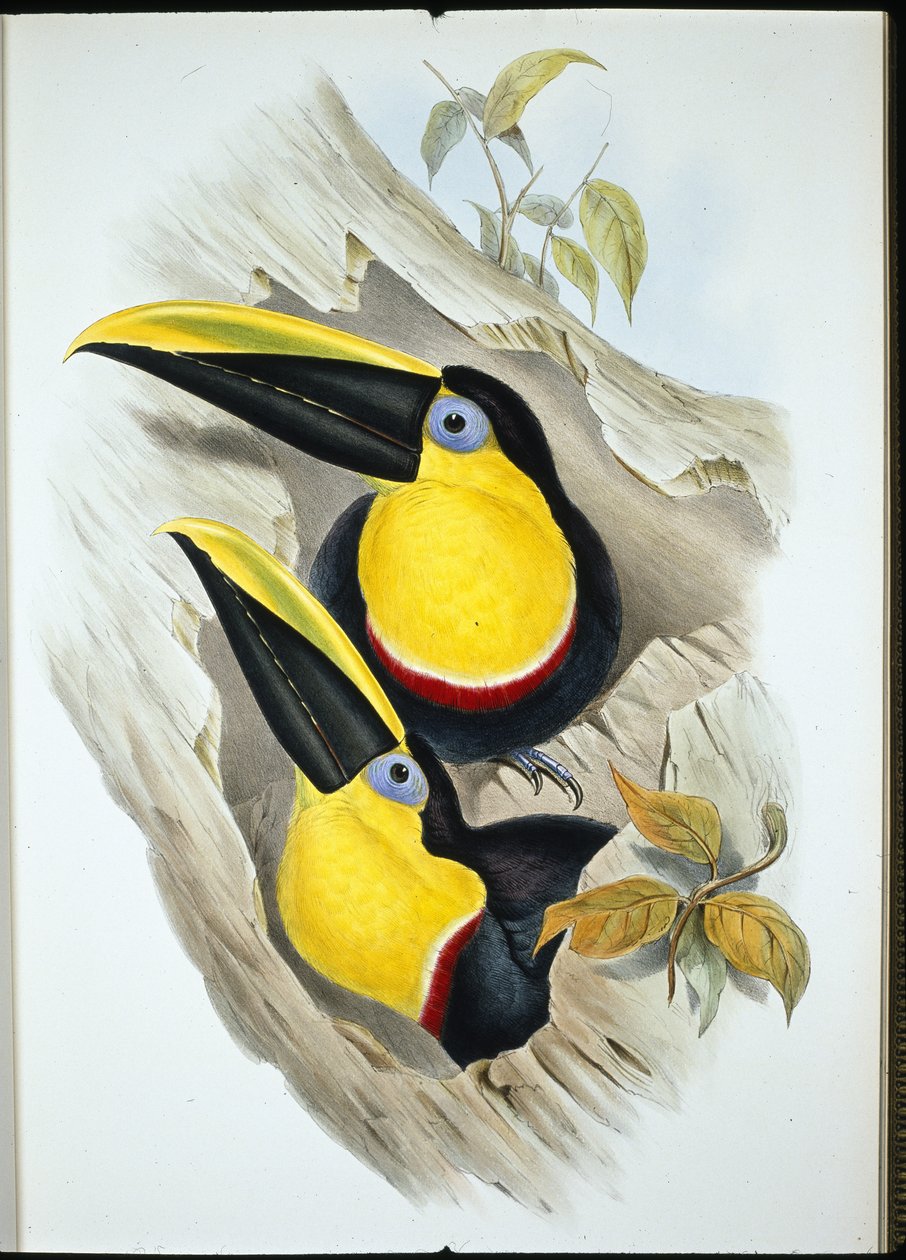 可疑途鸟（Ramphastos Ambiguus）（手绘平版）。 作者 约翰（继）古尔德