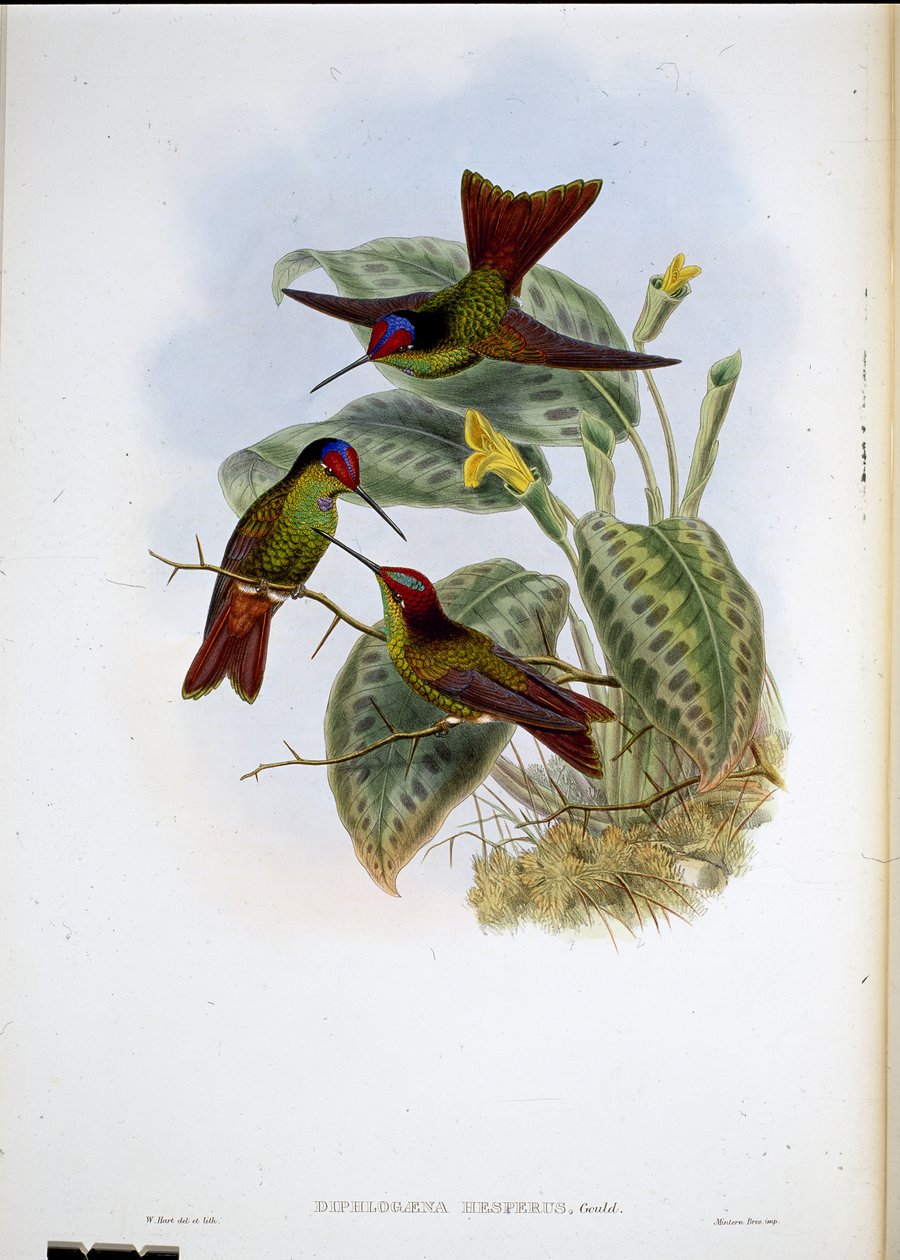 厄瓜多尔彩虹（Diphlogaena Hesperus）（手绘石版）。 作者 约翰（继）古尔德