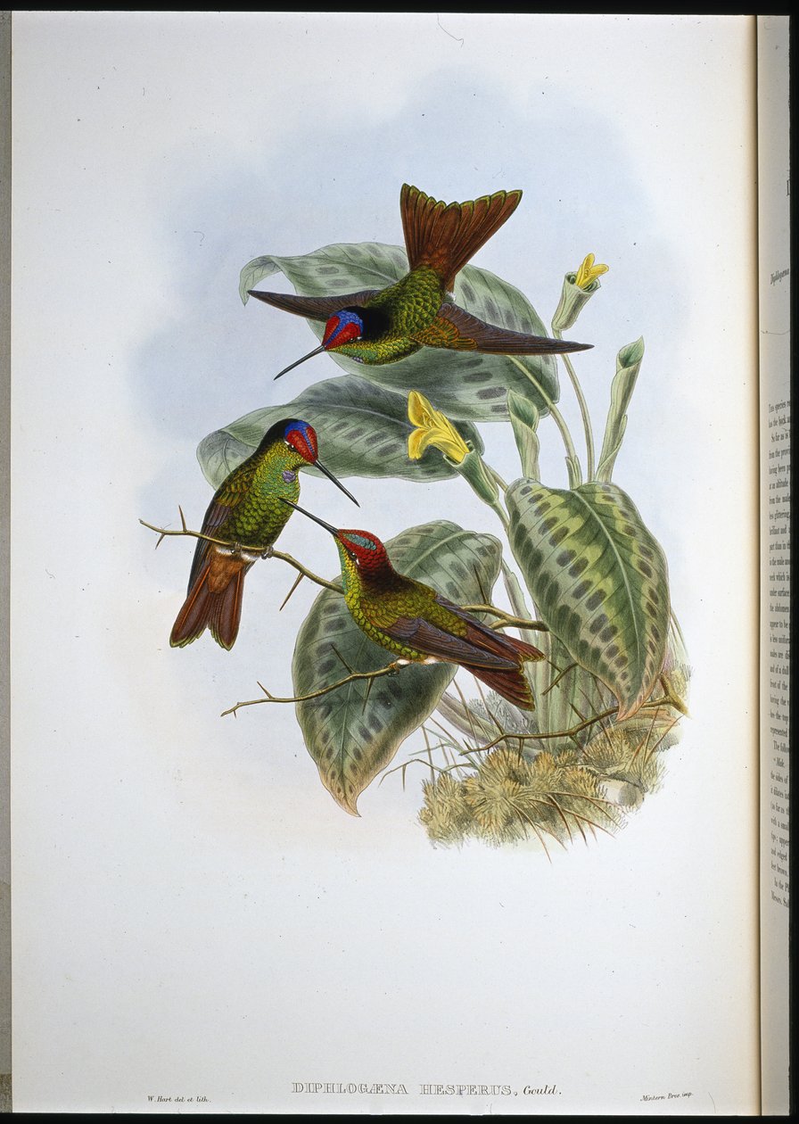 Equadorean Rainbow (Diphlogaena Hesperus)（手绘石版画） 作者 约翰（继）古尔德