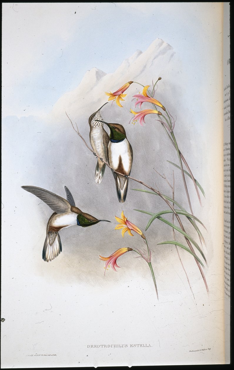 埃斯特拉的山星蜂鸟 (Oreotrochilus Estella)（手绘石版画） 作者 约翰（继）古尔德