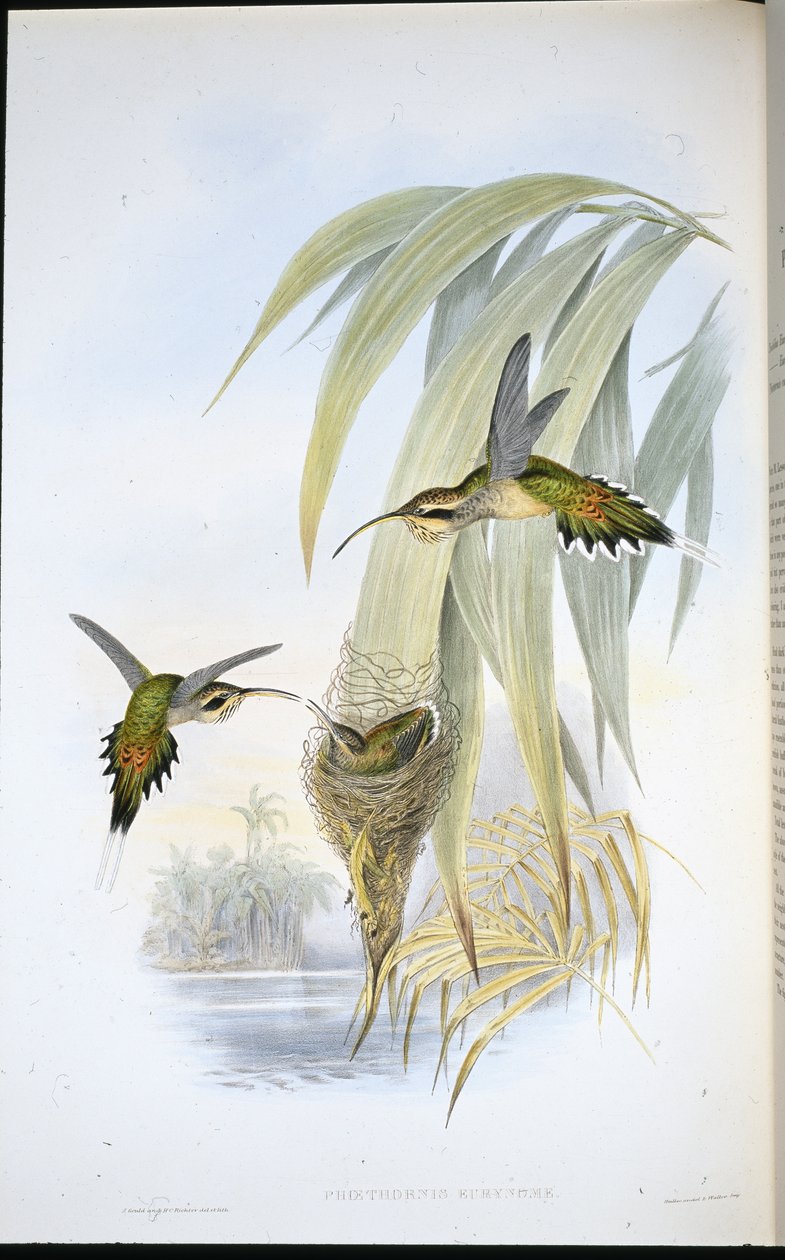 Eurynome 隐士（Phaethornis Eurynome）（手绘平版）。 作者 约翰（继）古尔德