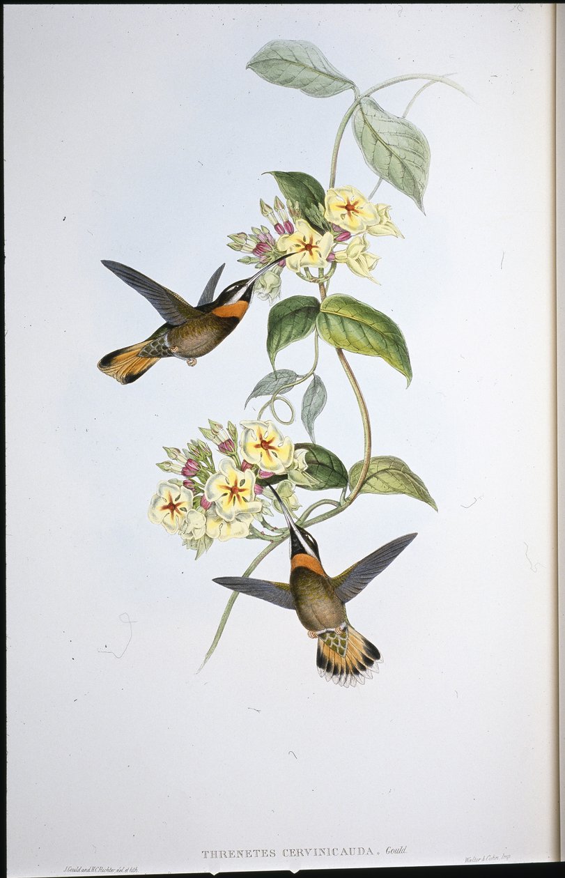 小鹿尾巴喉蜂鸟(Threnetes Cervinicauda)(手绘石版) 作者 约翰（继）古尔德