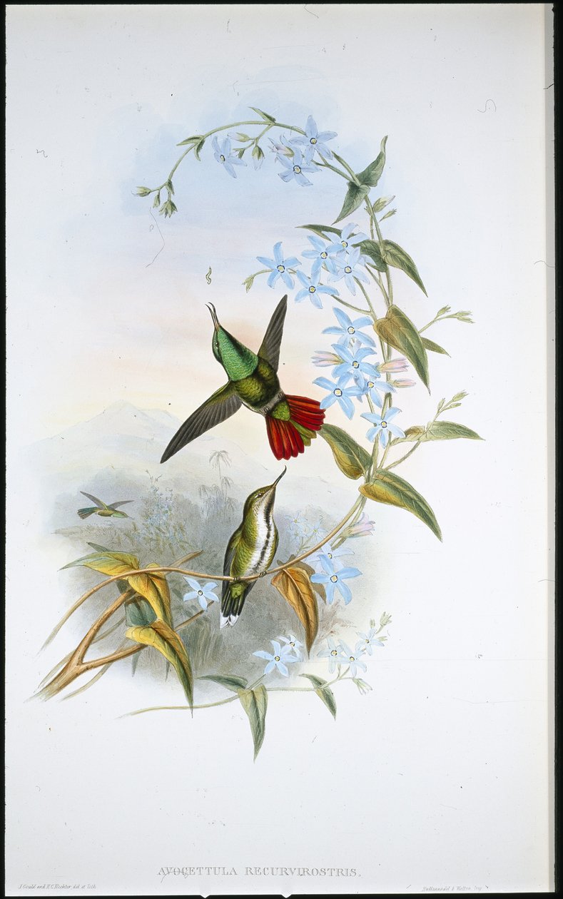 火尾 Avocet (Avocettula Recurvirostris)（手绘石版画） 作者 约翰（继）古尔德
