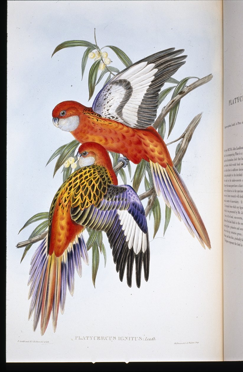 火红鹦鹉（platycercus ignitus）（手绘石板画 作者 约翰（继）古尔德