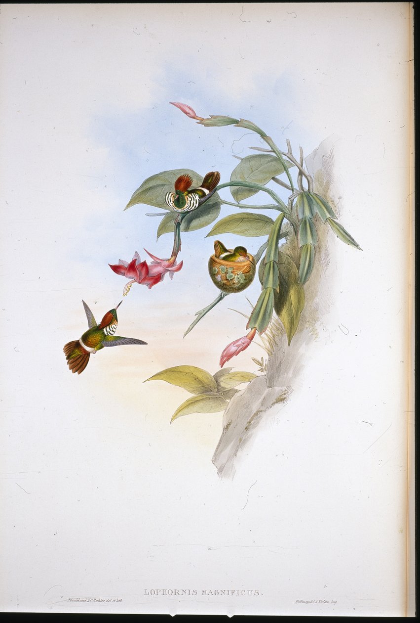 Frilled Coquette (Lophornis Magnificus)（手绘石版画） 作者 约翰（继）古尔德