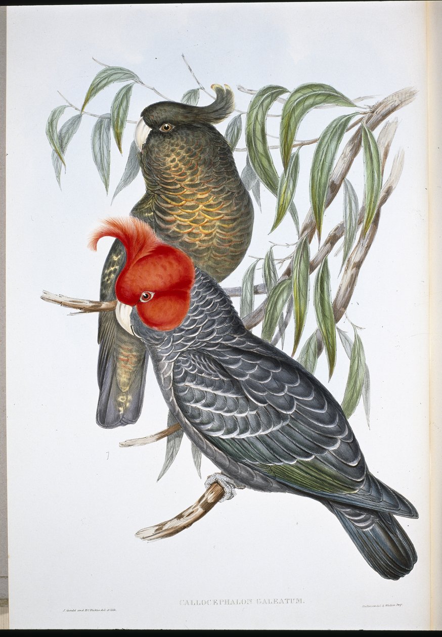 冈冈鹦鹉（Callocephalon Galeatum）（手绘平版）。 作者 约翰（继）古尔德