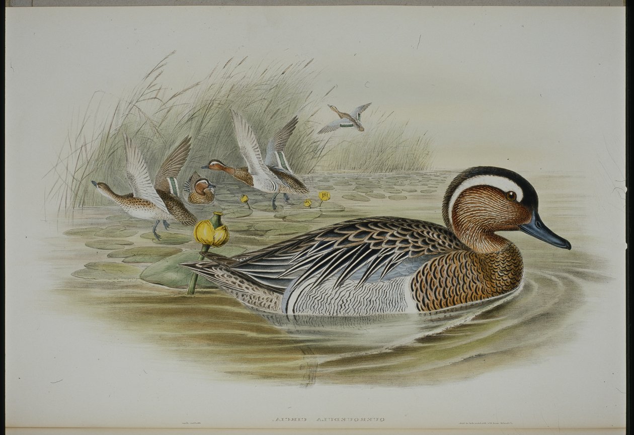 Garganey (Querquedula Circa)（手绘石版画） 作者 约翰（继）古尔德