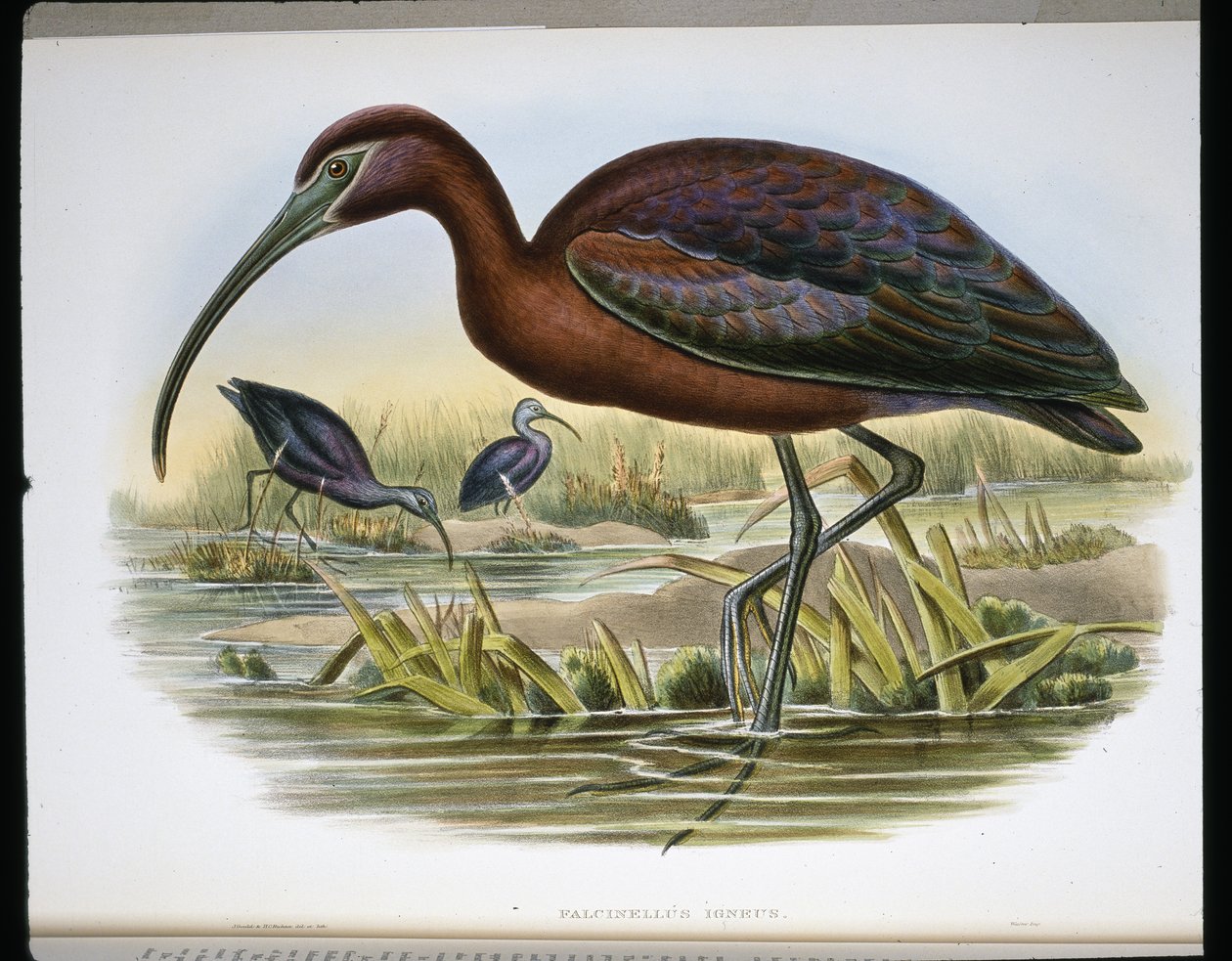 有光泽的山羊 (Falcinellus Igneus) （彩色雕刻） 作者 约翰（继）古尔德