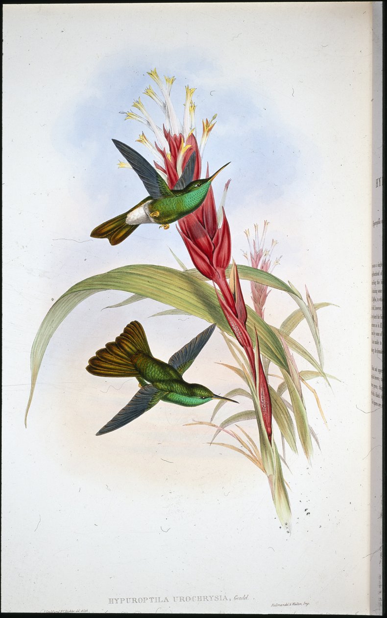 金翅雀（Hypuroptila Urochrysia）（手绘版）。 作者 约翰（继）古尔德