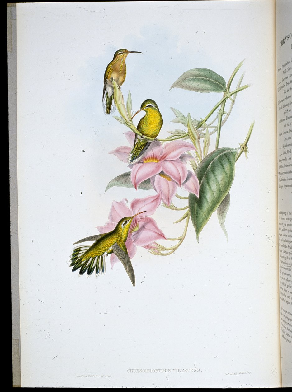 金喉蜂鸟 (Chryso Bronchus Virescens)（手绘石版画） 作者 约翰（继）古尔德