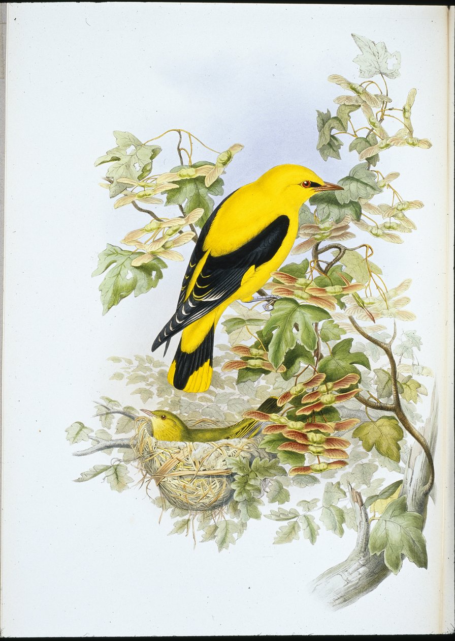 金莺（Oriolus Galbula）（手绘平版）。 作者 约翰（继）古尔德