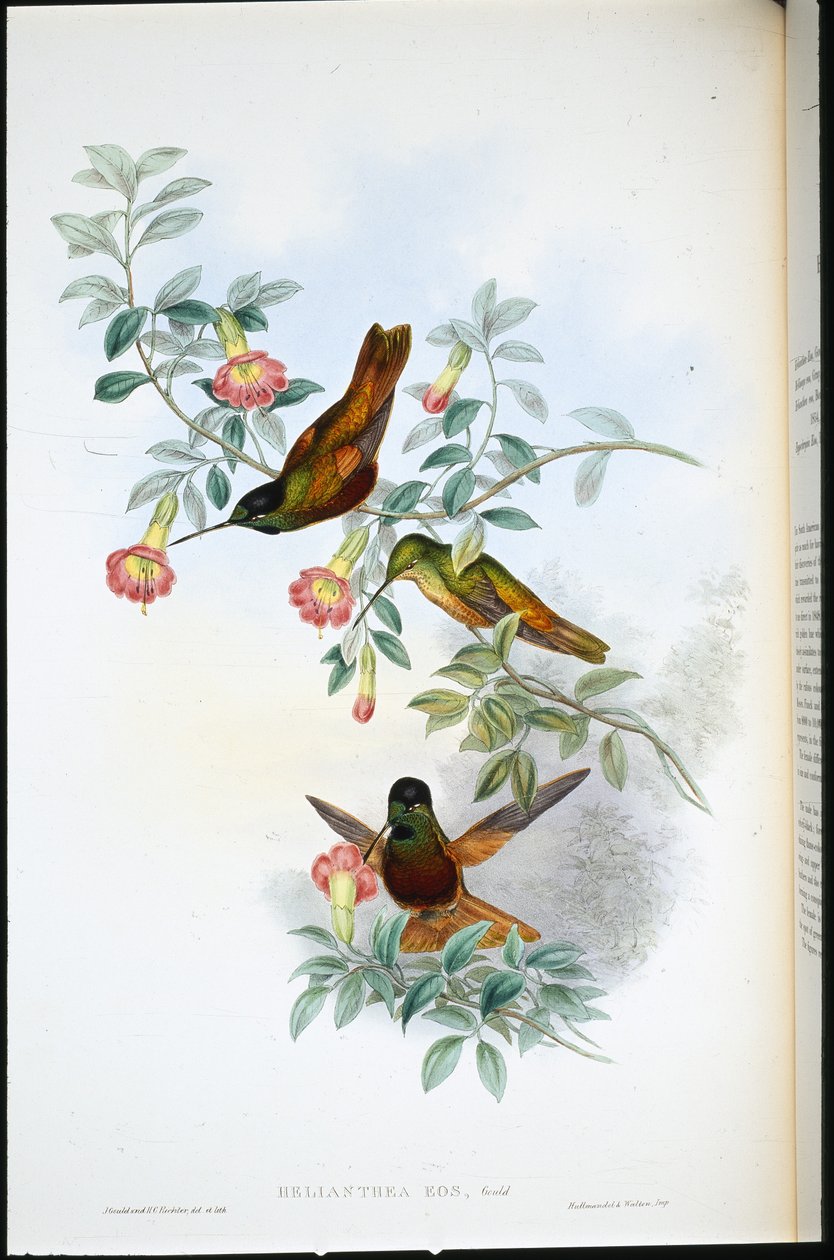 Golden Star-frontlet (Helianthea Eos)（手绘石版画） 作者 约翰（继）古尔德