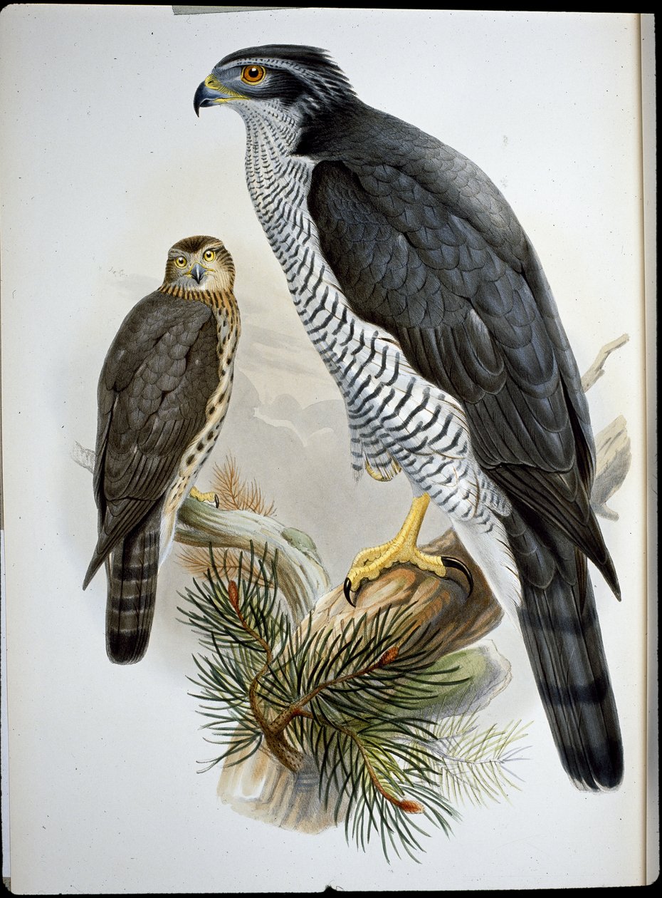 苍鹰（Astur Palumbarius）（手绘石板画 作者 约翰（继）古尔德