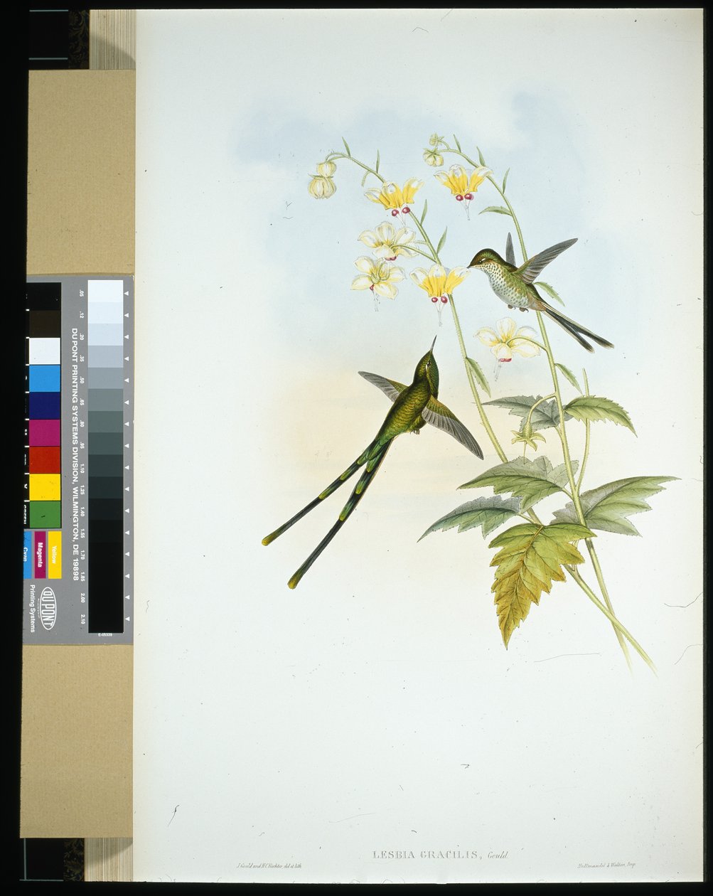 Graceful Train-bearer (lesbia gracilis)（手绘石版画） 作者 约翰（继）古尔德