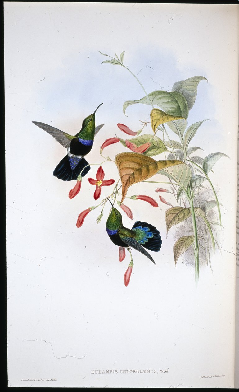 草绿胸加勒比人（Eulampis Chlorolaemus）（手绘平版）。 作者 约翰（继）古尔德