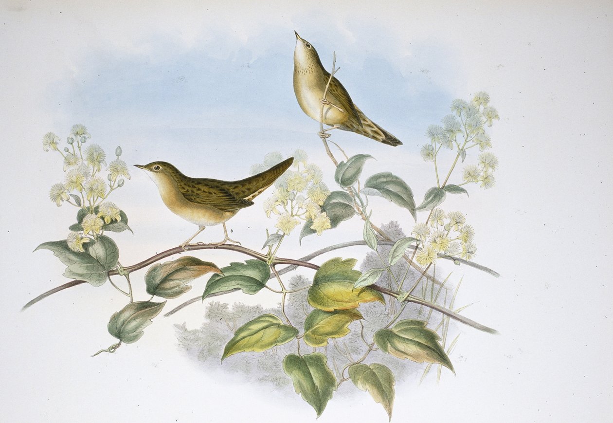 蚱蜢 (Locustella Auicula)（手绘石版画） 作者 约翰（继）古尔德