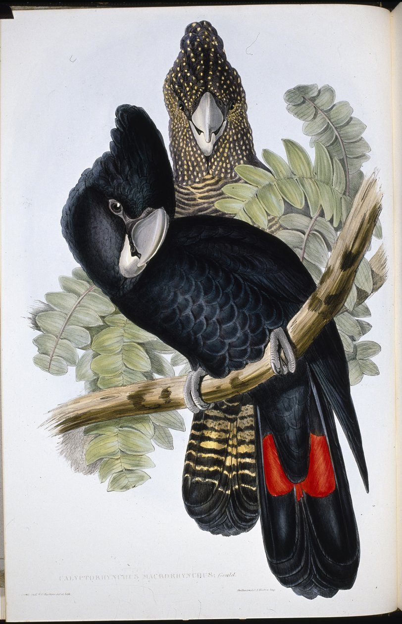 大嘴黑鹦鹉（Calyptorhynchus Macrorhynchus）（手绘版）。 作者 约翰（继）古尔德