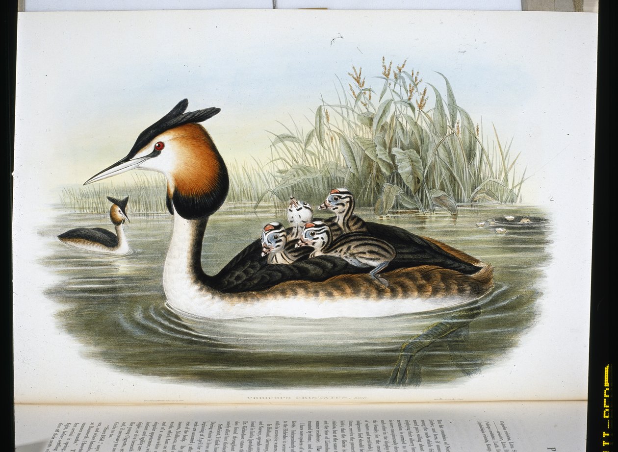 Great Crested Grebe (Podiceps Crstatus)（手绘石版画） 作者 约翰（继）古尔德