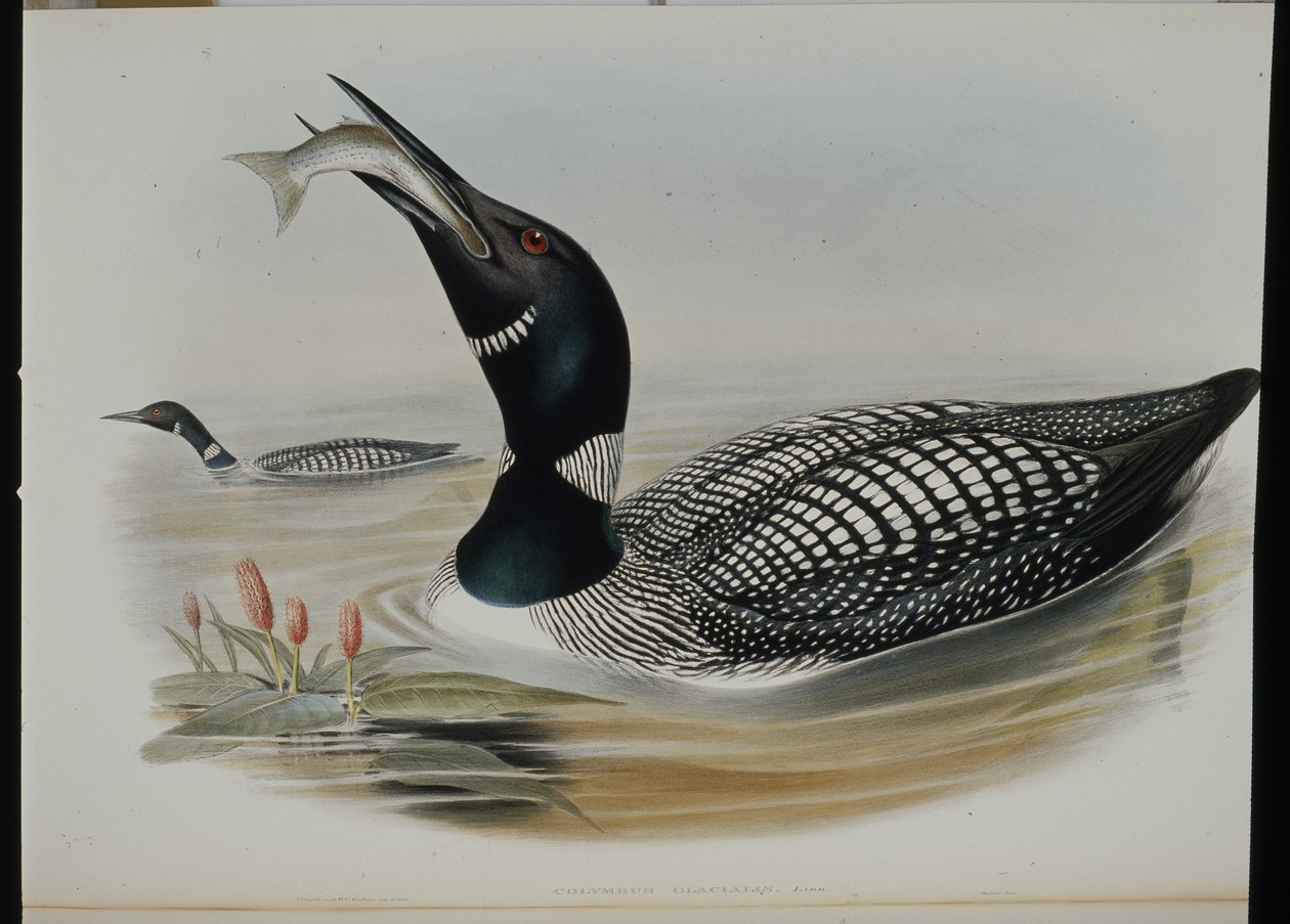 北方大潜水员（Colymbus Glacialis）（手绘石版画 作者 约翰（继）古尔德