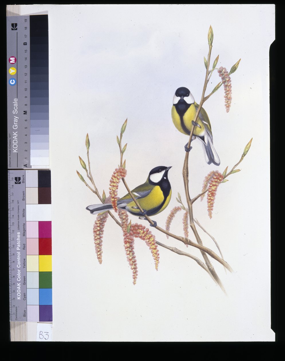 大山雀（Parus Major）（手绘石版画） 作者 约翰（继）古尔德