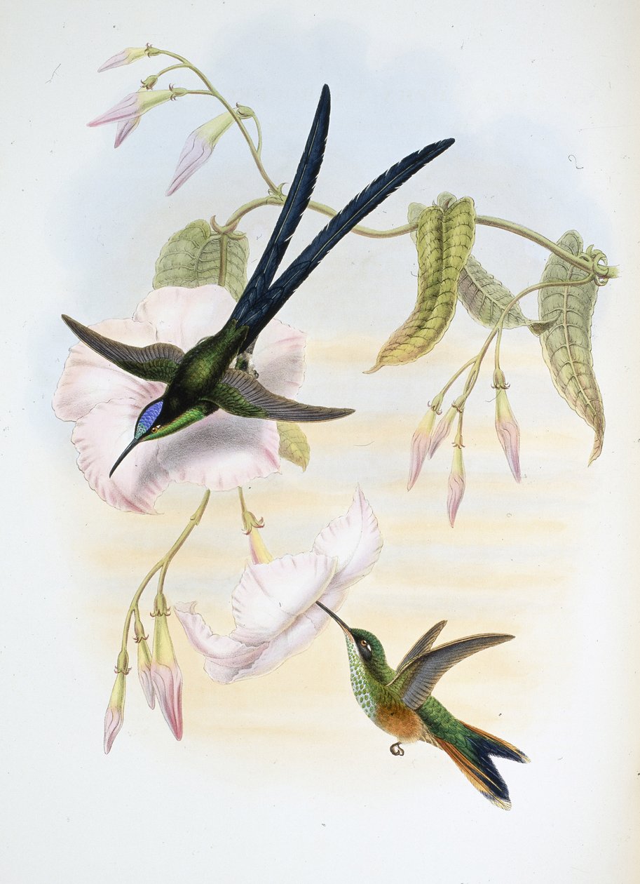大叉尾蜂鸟（Hylonymphia Macrocerca）（手绘石版画 作者 约翰（继）古尔德