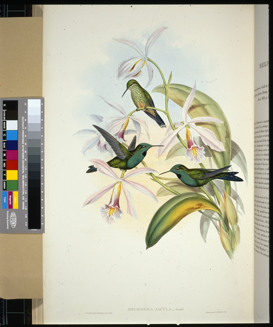 Green-crowned Brilliant (heliodoxa jacula) (手绘石版画) 作者 约翰（继）古尔德