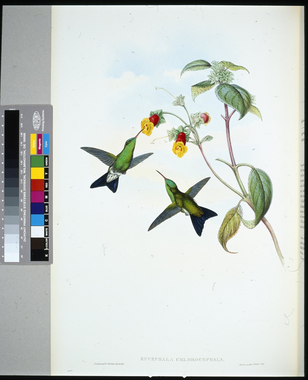 Green-headed Sapphire (eucephala chlorocephela) (手绘石版画) 作者 约翰（继）古尔德