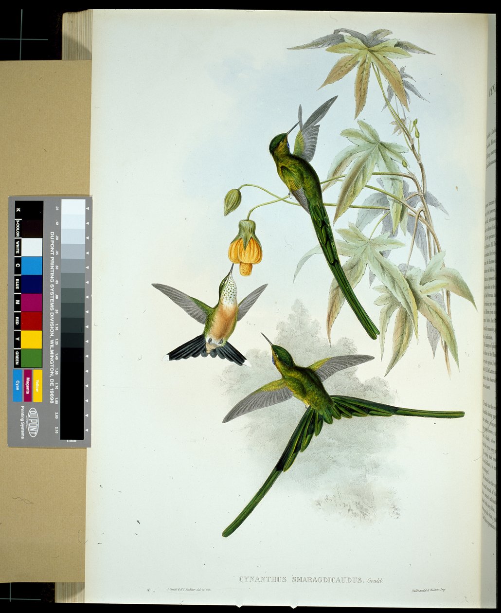 绿尾蛇（cynanthus smaragdicaudus）（手绘石膏画 作者 约翰（继）古尔德