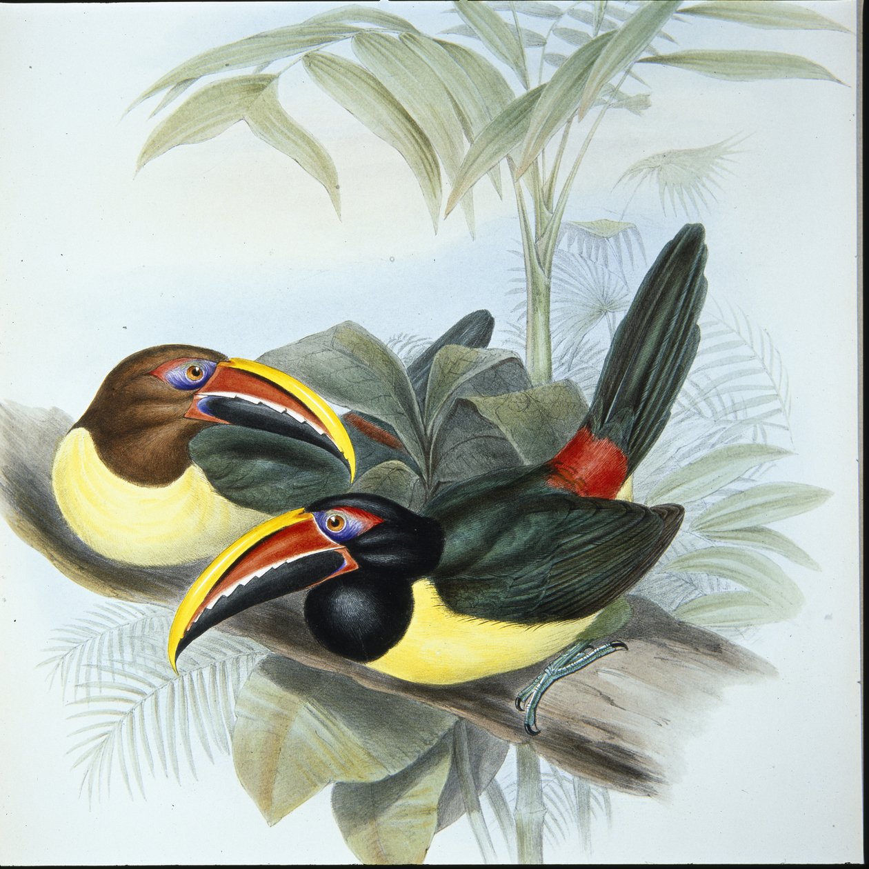 绿色的Aracari（Pteroglossus Viridis）（手绘平版）。 作者 约翰（继）古尔德