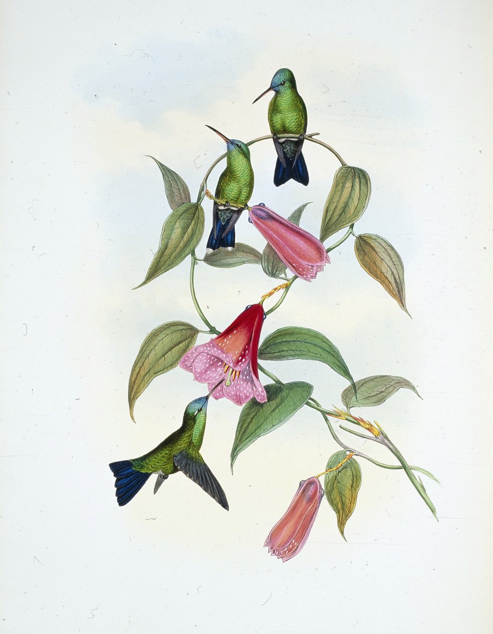 绿色和蓝色蓝宝石(eucephala smaragdocaerulea)(手绘版) 作者 约翰（继）古尔德