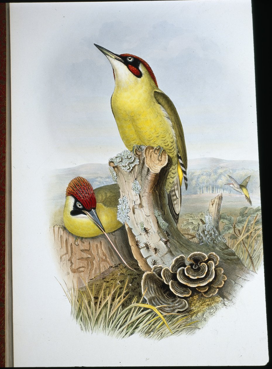 绿啄木鸟(Gecinus Viridis)(手绘平版) 作者 约翰（继）古尔德