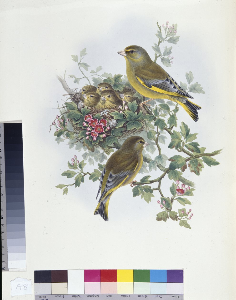 绿雀（Ligurinus chloris）（手绘平版）。 作者 约翰（继）古尔德