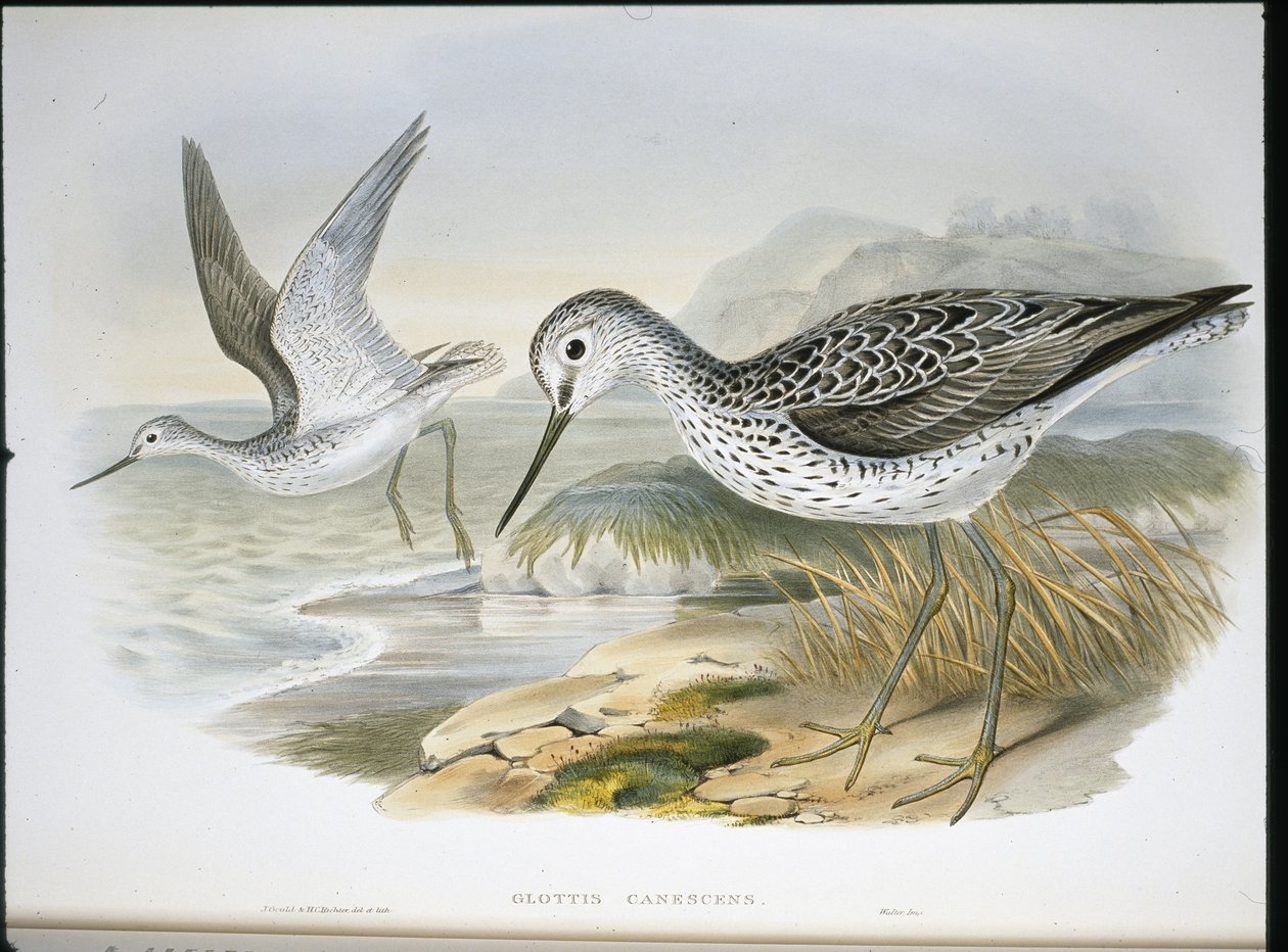 Greenshank (Glottis Canescens)（手绘石版画） 作者 约翰（继）古尔德