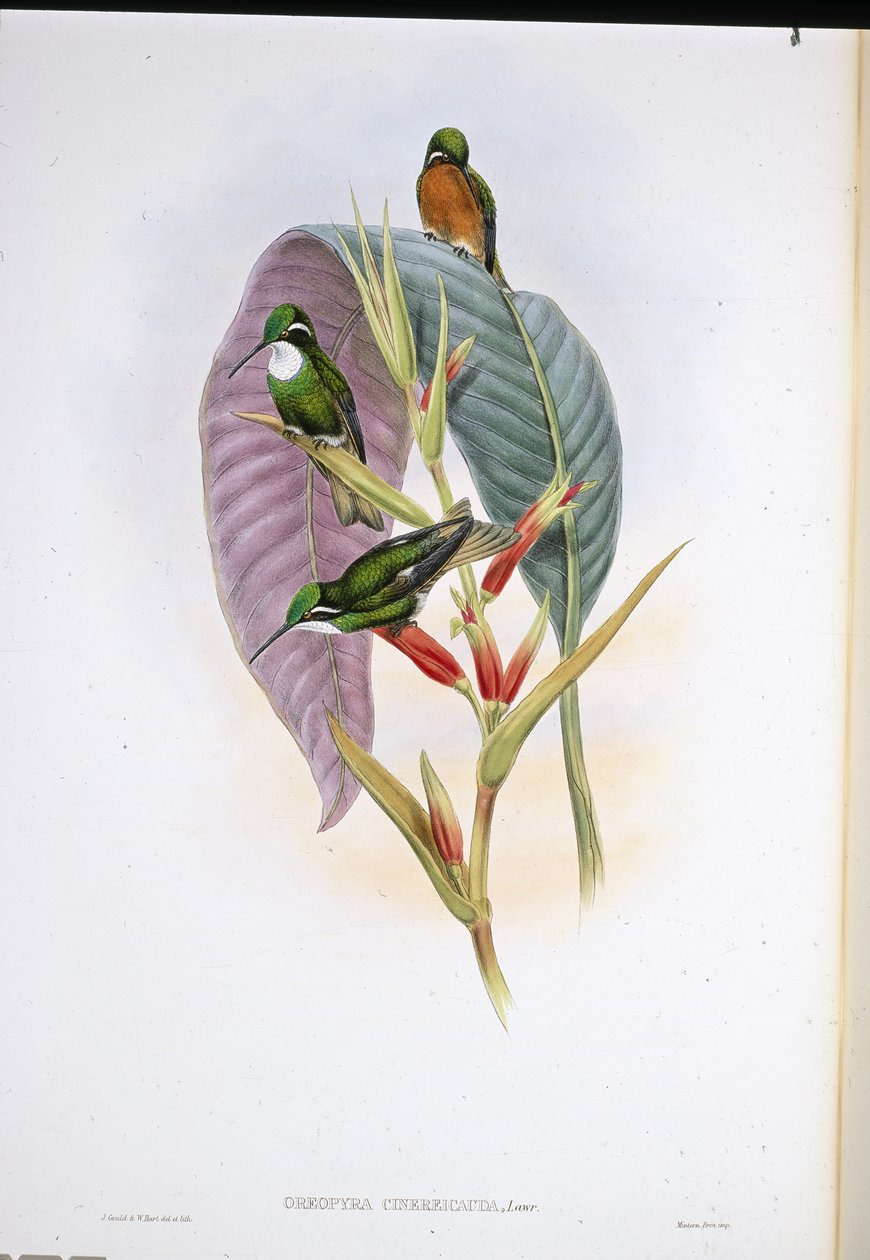 灰尾蜂鸟（Oreopyra Cinereicauda）（手绘石版画 作者 约翰（继）古尔德