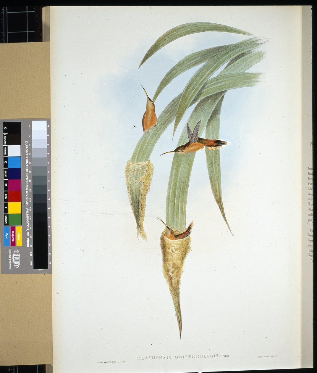 灰喉隐士（phaethornis griseogularis）（手绘石膏画 作者 约翰（继）古尔德