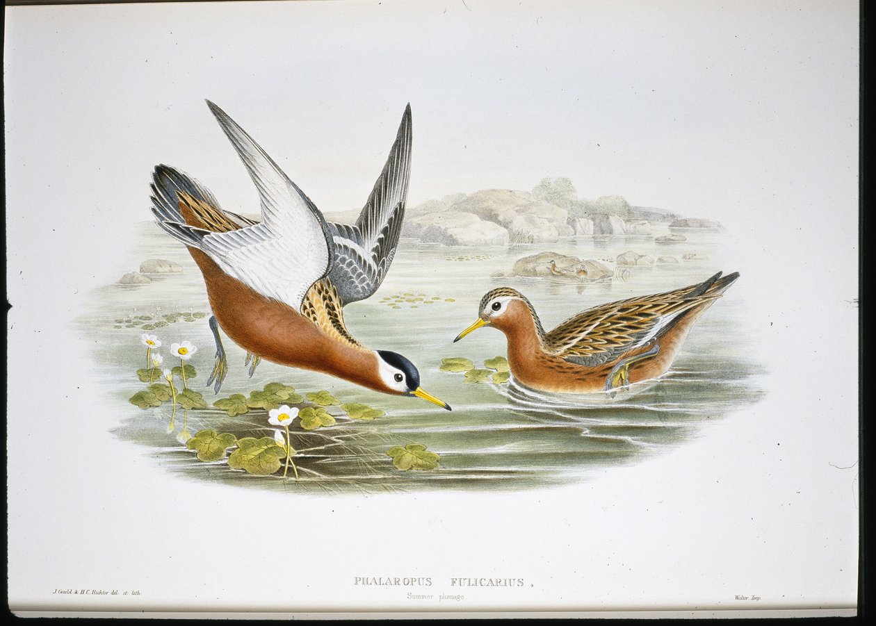 灰斑鸠（Phalaropus Fulicarius）（手绘平版）。 作者 约翰（继）古尔德