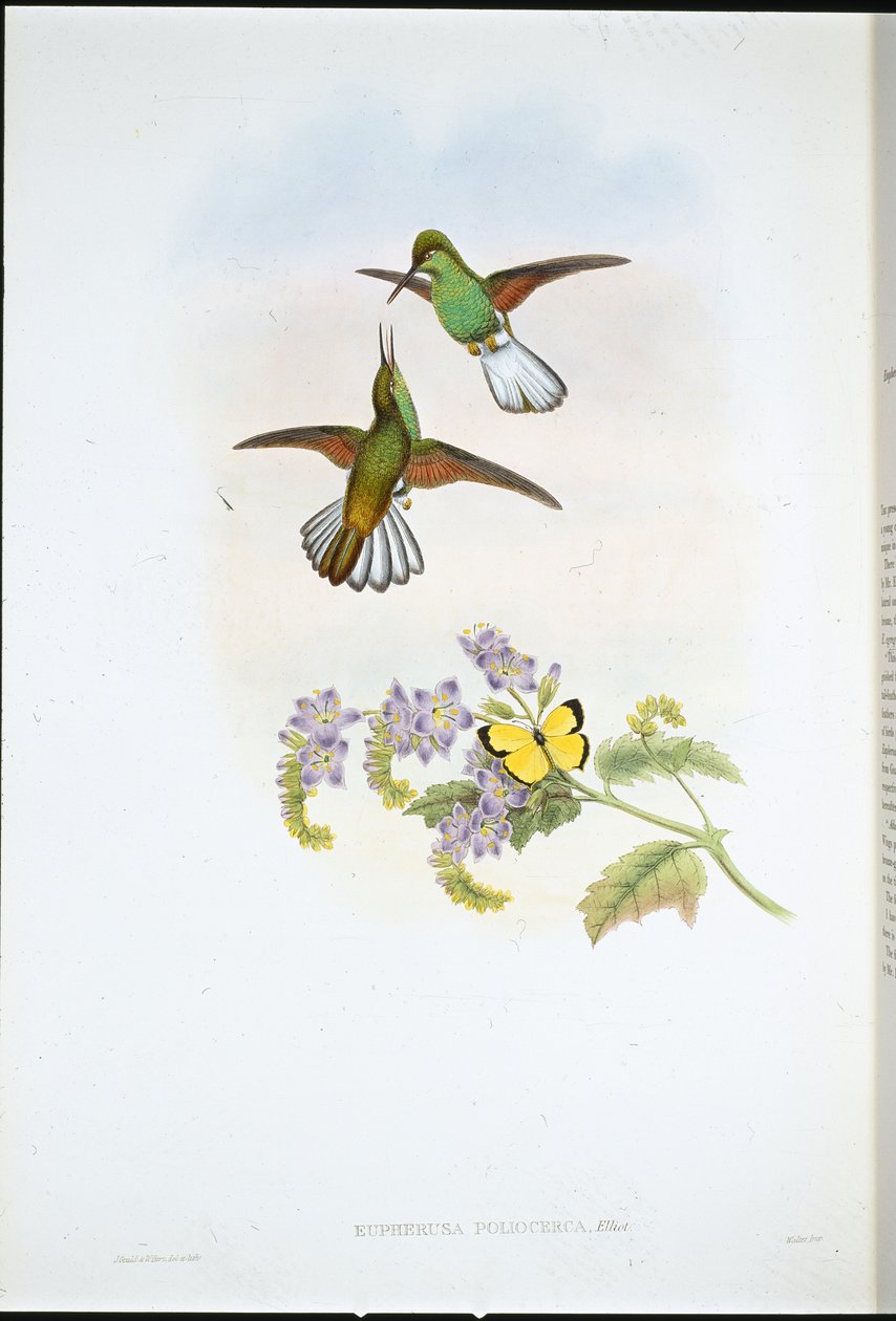 灰色条纹 (Eupherusa Poliocerca)（手绘石版画） 作者 约翰（继）古尔德
