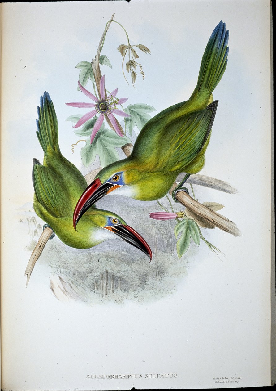 Groove-Bill Toucan (Aulacorhamphus Sulcatus)（手绘石版画） 作者 约翰（继）古尔德