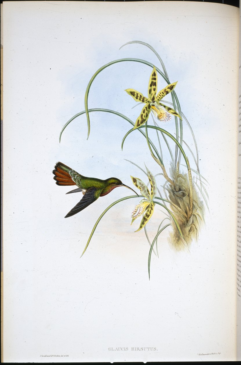 毛隐士(Glaucis Hirsutus)(手绘平版) 作者 约翰（继）古尔德