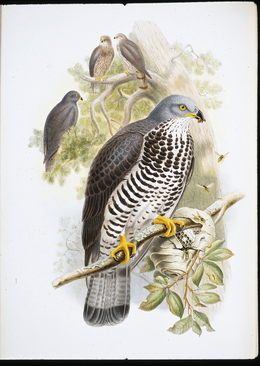 Honey Buzzard (Pernis Apivorus)（手绘石版画） 作者 约翰（继）古尔德