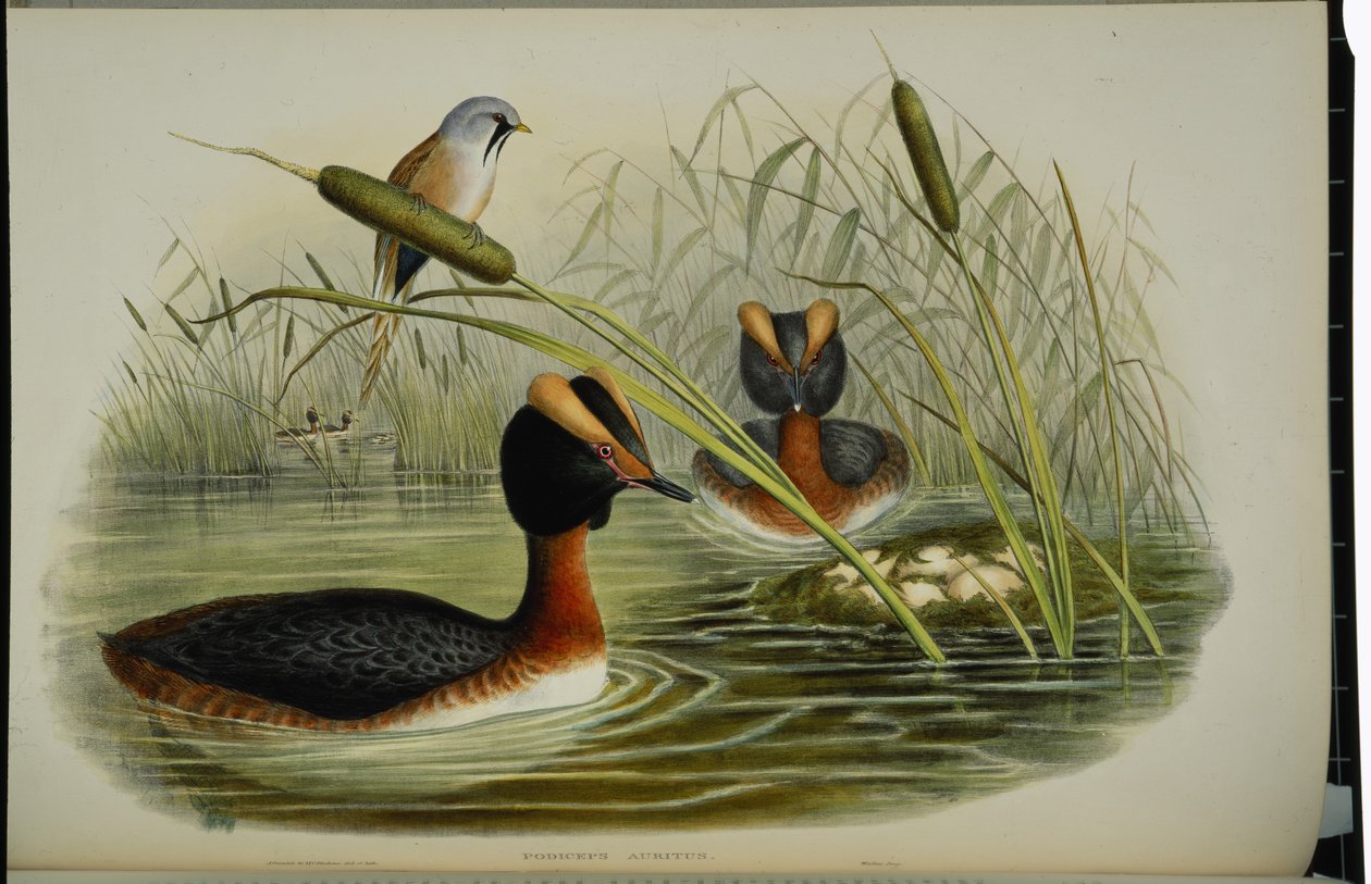 角鸊鷉(Podiceps Auritus)(手绘平版) 作者 约翰（继）古尔德