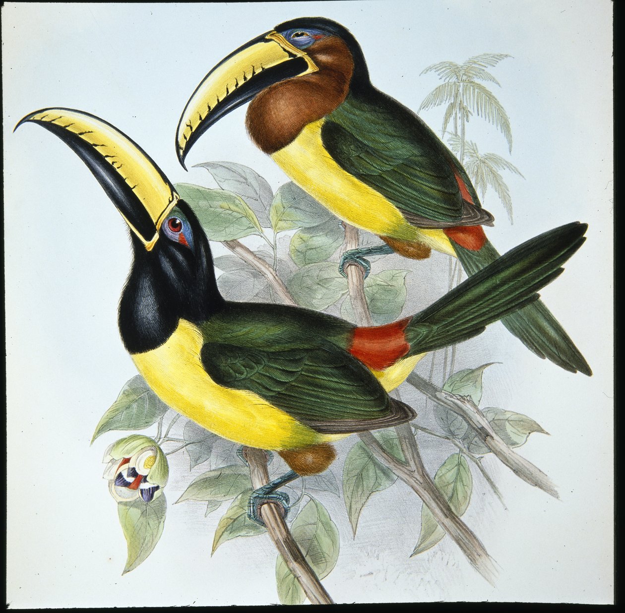 洪堡的Aracari（Pteroglossus Humboldti）（手绘平版）。 作者 约翰（继）古尔德