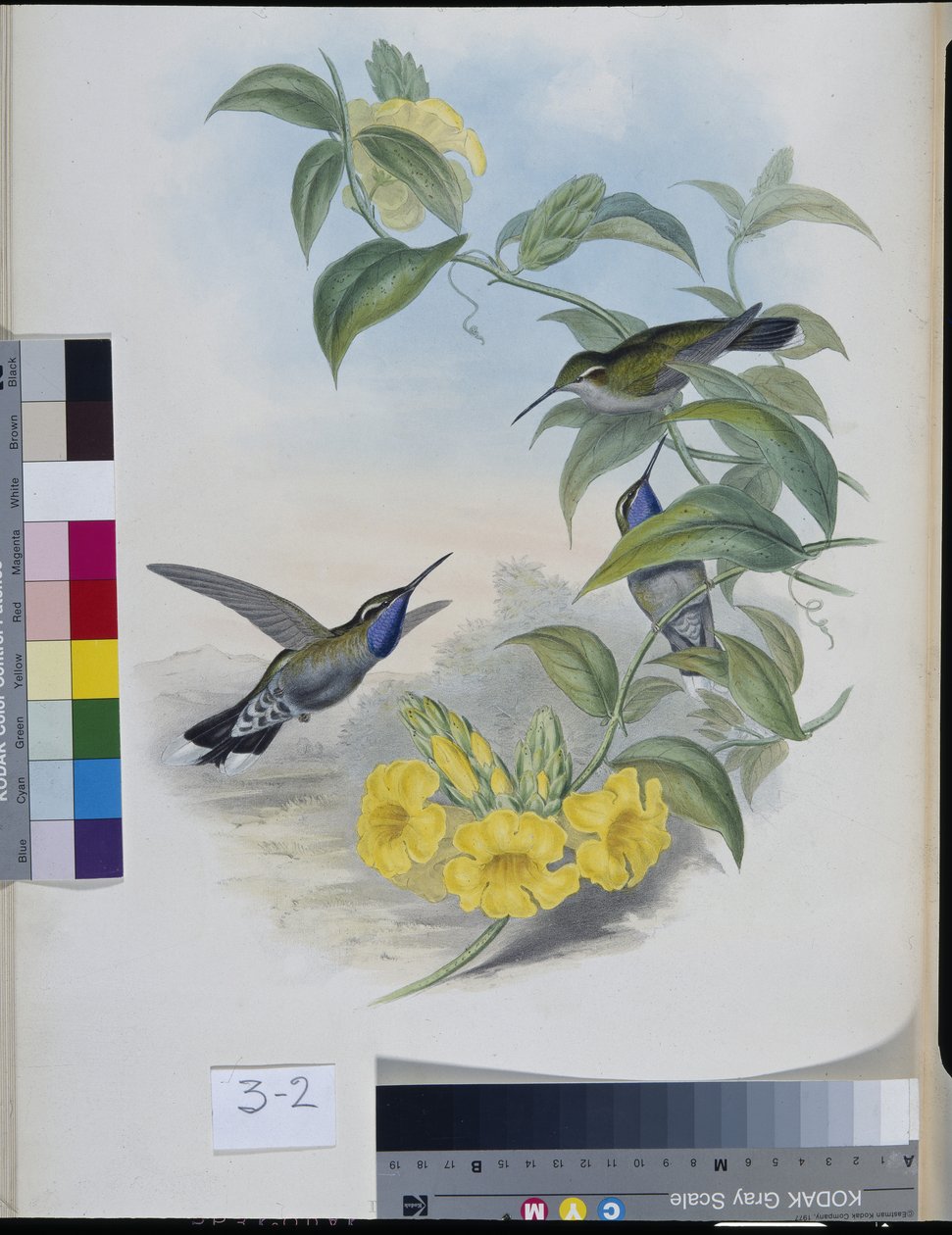 蜂鸟（Delattria Clemenciae）（手绘石版画 作者 约翰（继）古尔德