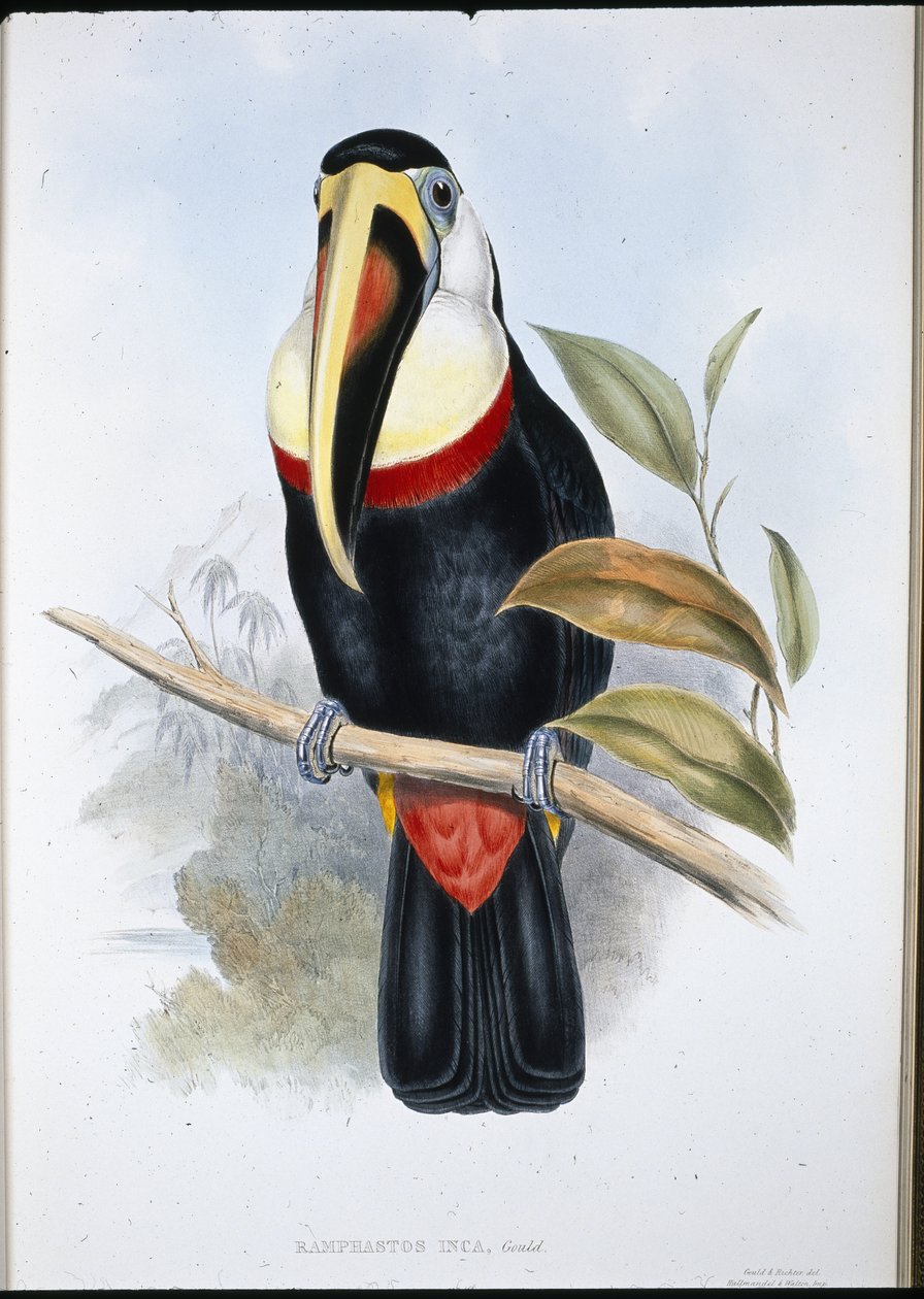 印加巨嘴鸟 (Ramphastos inica)（手绘石版画） 作者 约翰（继）古尔德