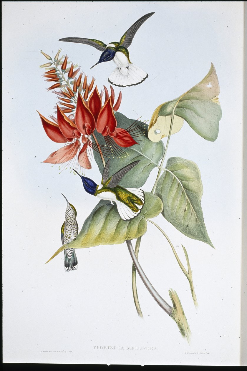 雅各宾 (Florisuga Mellivora)（手绘石版画） 作者 约翰（继）古尔德