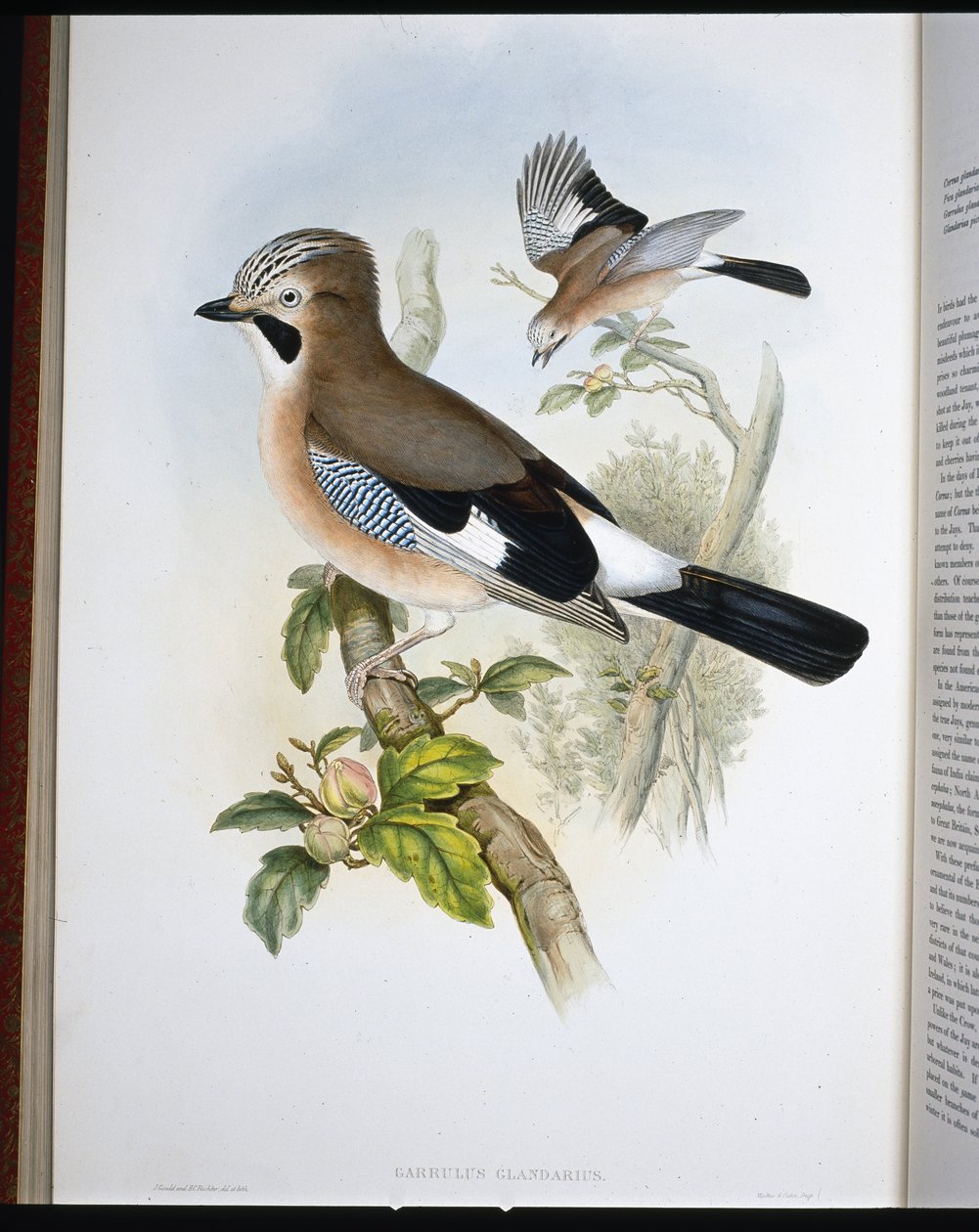 杰伊（Garrulus Glandarius）（手绘石版画 作者 约翰（继）古尔德